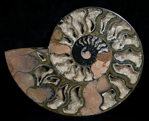 Beautiful Black Ammonite - Inches (Half) #4538